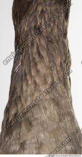 feathers animal 0015